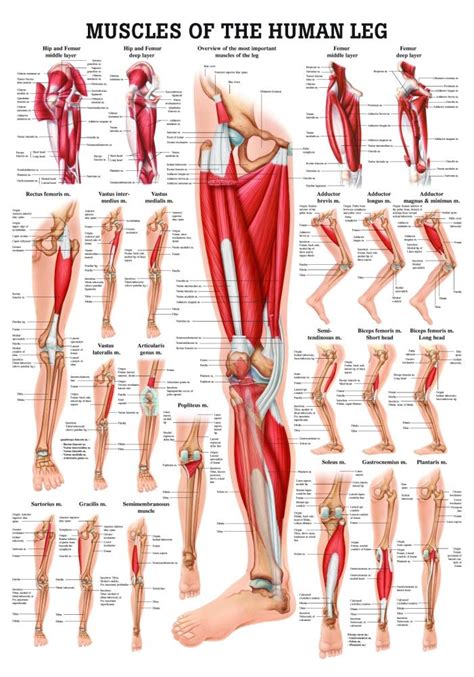 Leg muscle anatomical structure, labeled front, side, and back view diagrams. Muscle of the human leg diagram