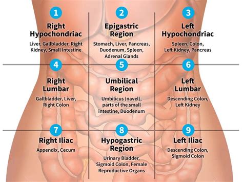 Need to improve your knowledge of abdominal anatomy? organs in left quadrant - Google Search | Medical knowledge, Nursing school survival, Medical