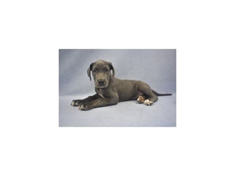 View photos of the breed to see what. Great Dane-DOG-Female-Blue-2195454-Petland Jacksonville ...