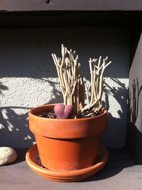 These grades survive winters indoors nicely. Crassula muscosa. Commonly called Rattail Crassula,Watch ...