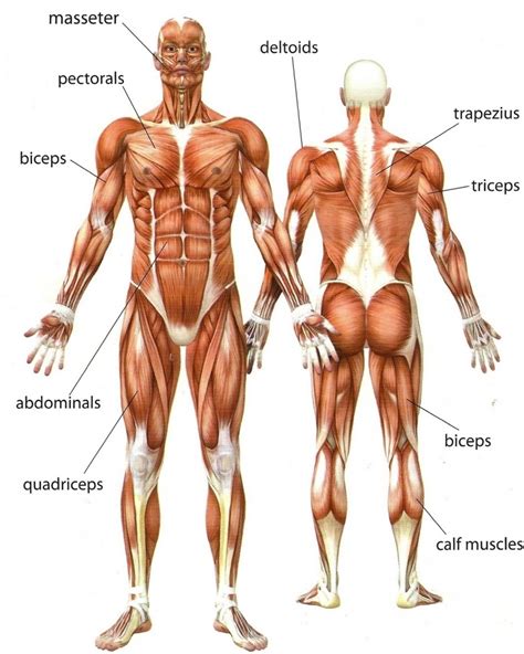 Click on the labels below to find out more about your muscles. Muscle Anatomy Quiz - Health Images Reference