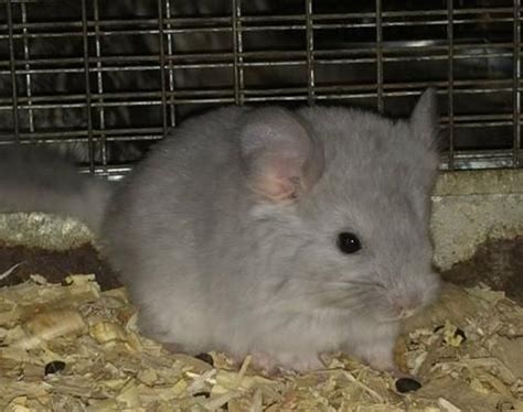 When properly socialized they are friendly and intelligent. Baby Chinchillas For Sale - Bobbie's Chinchillas | Pets ...