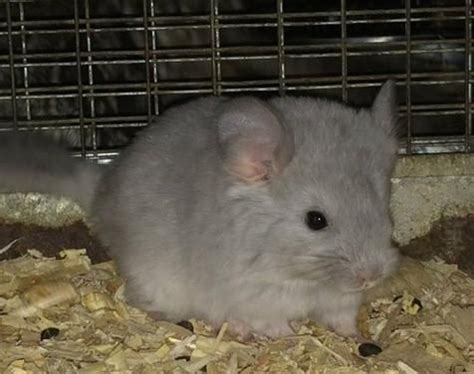 2 baby chinchillas 1 standard grey male $150 1 ebony white female chinchilla $250 can go together or separate no cage included. Baby Chinchillas For Sale - Bobbie's Chinchillas | Pets ...