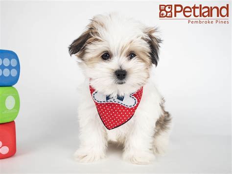 We welcome inquiries for our male morkie puppy. Petland Florida has Morkie puppies for sale! Interested in finding out more about this breed ...