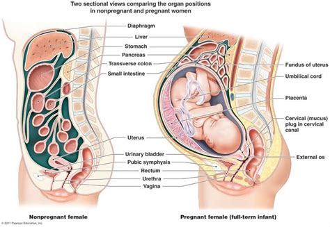 Organs on the left and right side of the human body. Diastasis Recti: Repair Your Post-Baby Tummy | Female ...
