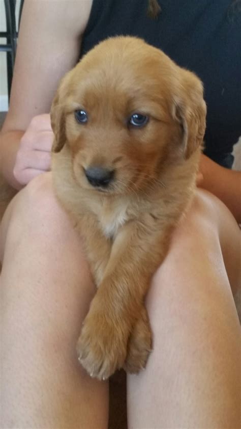 You can contact judy directly if you are interested in new golden retriever puppies for sale in washington or oregon, or in setting up an appointment. CMP Kennels | Golden Retriever Breeder | Goldendale ...