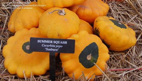 Sunburst is a high yielding vivid gold, patty pan type summer squash, which has an exceptional buttery, nutty flavor. PlantFiles Pictures: Scallop Squash, Patty Pan Squash ...