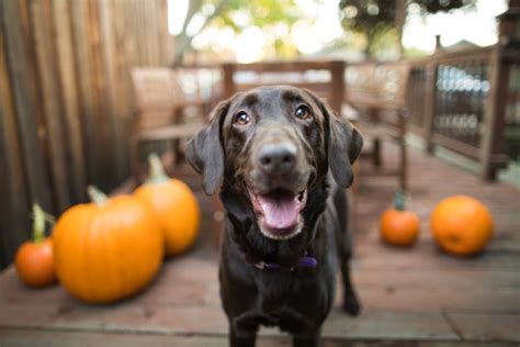 We did not find results for: Halloween 2019: Can cats, dogs and other pets eat pumpkin ...