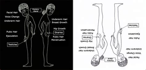 Puberty also makes the oil glands in your skin more active. GPCB: puberty at the library