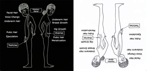 Puberty also makes the oil glands in your skin more active. GPCB: puberty at the library