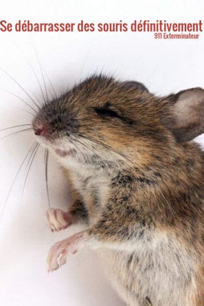 Publié en juillet 2021 souris, rats, mulots et loirs : Comment se débarrasser des souris ? - 911 Exterminateur