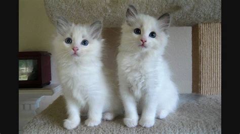 Our cattery has a few nice kittens in this litter. Ragdoll Cats For Sale | Indianapolis, IN #213669 | Petzlover