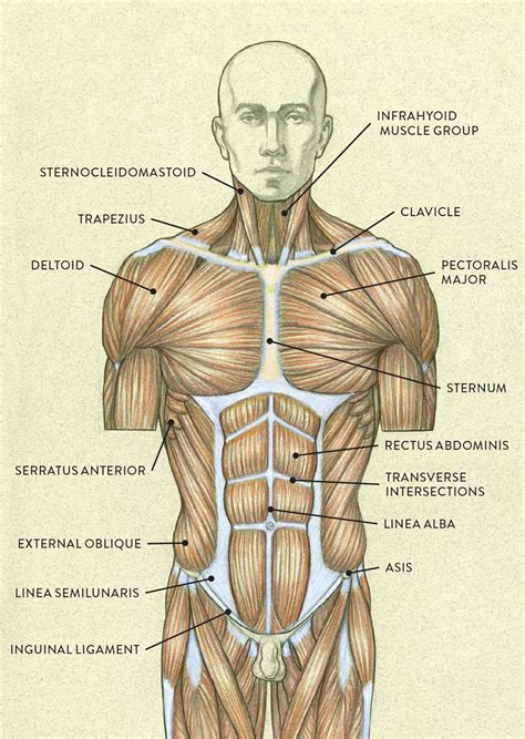 The abdominal muscles stretch over the abdomen from the chest to the hips, covering the center and sides also. MUSCLES OF THE TORSO—POSTERIOR VIEW