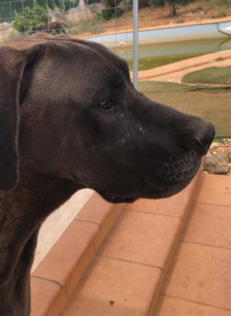 Is the great dane a vulnerable breed? Daneline International Charitable Foundation, Great Dane ...