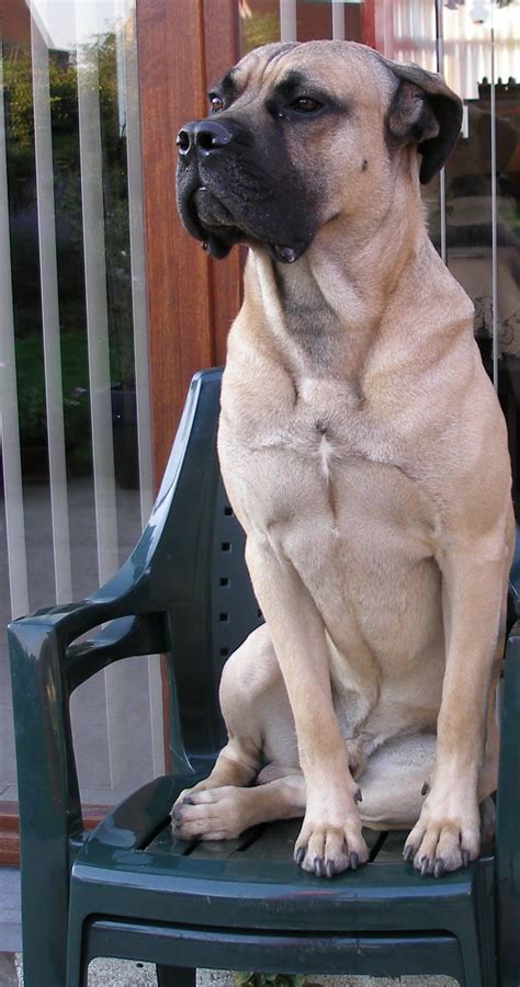 Welcome to the family, jessica. Cane Corso : Chien et Chiot