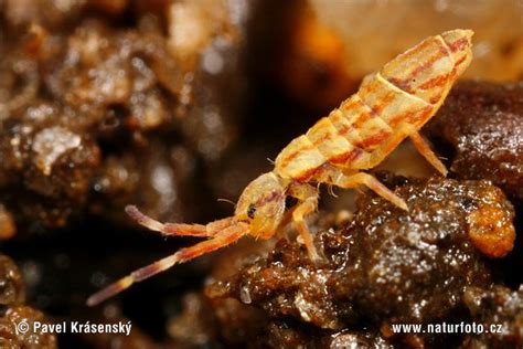 Unter dem hinterleib sind ventraltubus (zwischen den beinen) und furca sichtbar. Springschwanz Bilder, Springschwanz Fotos | NaturFoto