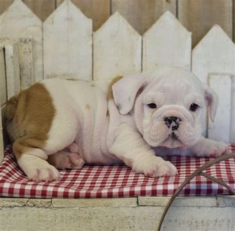 1,203 mini bulldog products are offered for sale by suppliers on alibaba.com, of which speaker accounts for 13%, resin crafts accounts for 2%, and artificial crafts accounts for 1%. Miniature English Bulldog Puppies For Sale | Mound, MN #205939