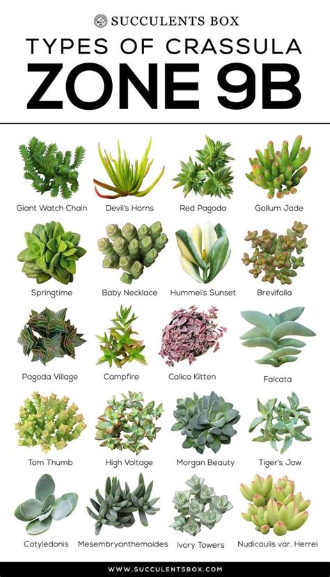 You can also browse succulents by genus, family, scientific name, common name, origin, or cacti by genus. CHOOSING SUCCULENTS FOR ZONE 9 - CALIFORNIA, FLORIDA AND ...