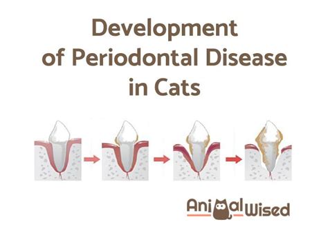 Certain symptoms may point to the goals of gum disease treatment are to promote reattachment of healthy gums to teeth; Periodontal Disease in Cats - Treatment and Prevention