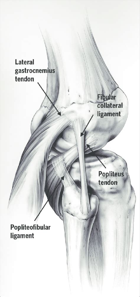 Learn about your bones, ligaments (lcl, pcl, mcl, acl), meniscus, soft tissue, hamstrings muscle, and tendon in 15. Illustration demonstrating the isolated fibular collateral ...