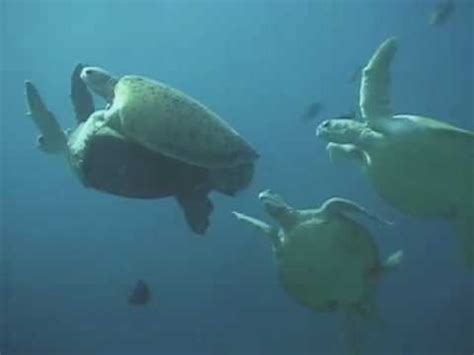 In this exciting excerpt from the second season of jonathan bird's blue world, jonathan films a spectacular green sea turtle mating event in malaysia with. Rare Video of Green Sea Turtles Mating - YouTube