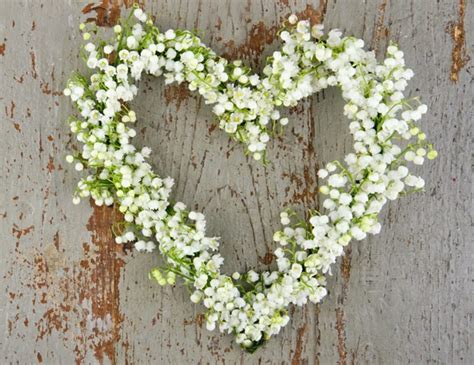 Convallaria majalis • muguet commun, muguet. fragmentos da noite com flores: A Flor de Muguet