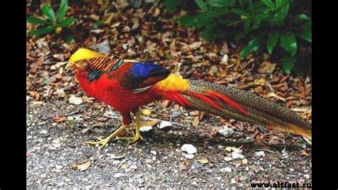 The demon mephisto wagers with god that he can corrupt a mortal man's soul. Paradise Birds Katrin : Wife Takes It And Gets Busted On ...