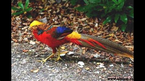 Maybe you would like to learn more about one of these? Paradise Birds Katrin : Wife Takes It And Gets Busted On ...