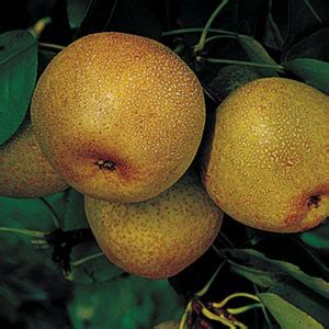 There are also several asian pear varieties grown in our region. Shin Li Asian Pear Tree ™ - One Green World