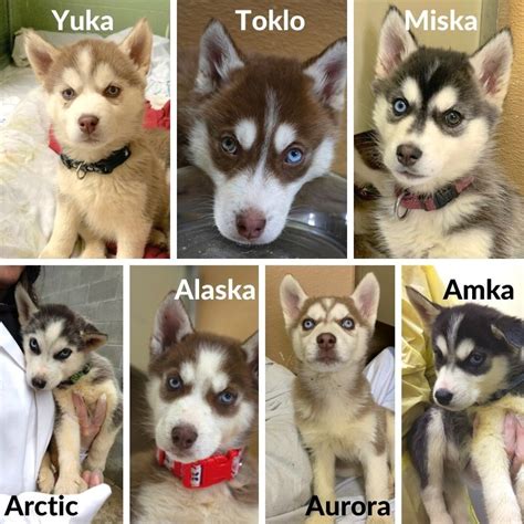 Siberian husky danbury, sweet husky puppies ready for their new homes! Those adorable Husky puppies are ready for adoption ...