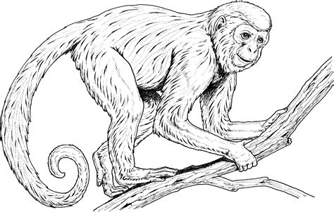 The interaction of monkeys with one another, makes for a hilarious activity for the onlookers too. sock monkey coloring pages printable | Monkey Coloring ...