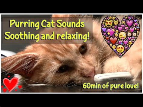 Available in both mp3 and wav formats, all royalty free for use in your projects. Purring Cat Sounds For Relaxation - Sounds That Cats Love ...