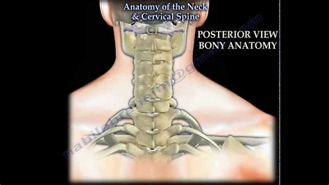 Are you over 18 & experiencing back pain? Anatomy Of The Neck & Cervical Spine - Everything You Need ...