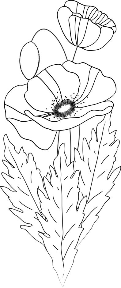 Imprimer noir&blanc, coloriez ce dessin anti. Un bouquet de coquelicots | Coquelicot dessin, Comment ...