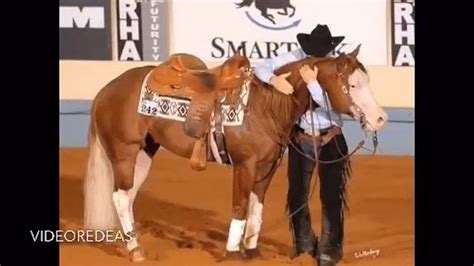 After an olympic decision in riding, a discussion about competitive sport with horses breaks out again. GUNNER BOY Owner credi | Quarter horse, Video editing ...