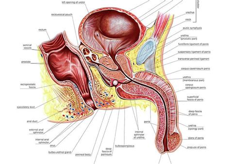 The collection contains illustrations, sketches, model sheets and tutorials… Male Pelvic Anatomy Greeting Cards | Fine Art America