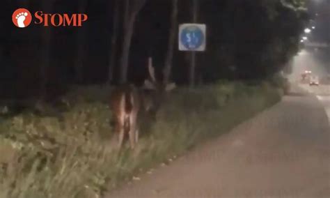 Check spelling or type a new query. Deer caught in headlights on BKE: It can be unpredictable ...