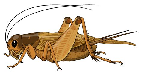Cricket insect png & free cricket insect.png transparent. Cricket Insect Png & Free Cricket Insect.png Transparent ...