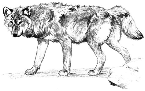 Anime wolves coloring pages jos gandos coloring pages for kids 2. Realistic Wolf Coloring Pages To Print - Coloring Home