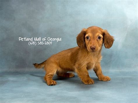 Dad is a miniature lilac dapple who also carries the lilac. Dachshund-DOG-Female-RED-2124229-Petland Kennesaw