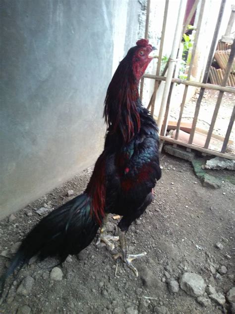 Penyakit kuning pada bayi merupakan sesuatu yang normal ketika baru lahir. Mengenal warna - warna dasar pada ayam Bangkok - JAWARA ...