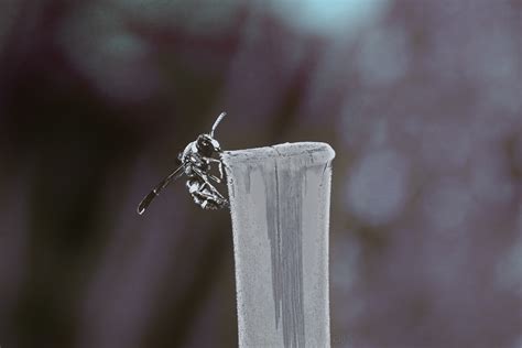 There are two generations per year, with one generation overwintering as pupae. Four-Toothed Mason Wasp - a j í スパイシー