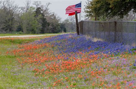 Maybe you would like to learn more about one of these? Bluebonnets and Indian Paintbrushes light up the fields at ...