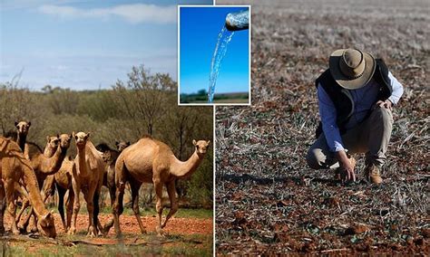 While that may seem like a simple question, it doesn't. Australia wants to Kill 10.000 Camels as they Drink too ...