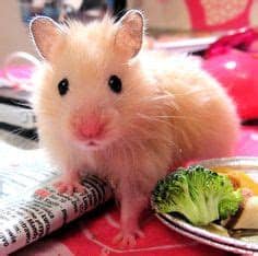 Compress jpeg images and photos for displaying on web pages, sharing on social networks or sending by email. 1000+ images about Hamster on Pinterest | Hamsters ...