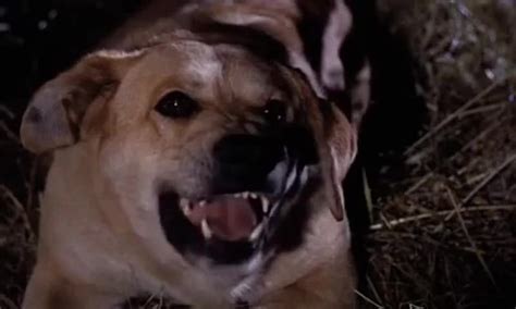 10,925 likes · 8 talking about this. Yarn | (GROWLING, SNARLING) ~ Old Yeller (1957) | Video ...