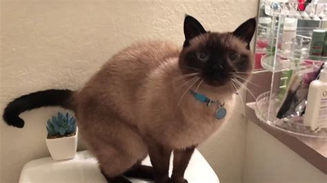 Siamese cats are the most beautiful and intelligent among many other cat breeds. Siamese Cat Adoption Near Me - petfinder