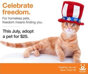 Pictures of orange tabby sisters! Kitsap Humane Society | Cat & Kitten Adoption Fees Reduced ...