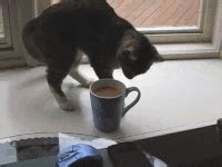 Coffee is a favorite morning drink that helps show the beauty of this drink to your friends and relatives. Funny GIF - Find & Share on GIPHY