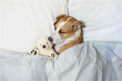 How long are dogs suppose to sleep a day? How Many Hours a Day Do Dogs Sleep? | Reader's Digest